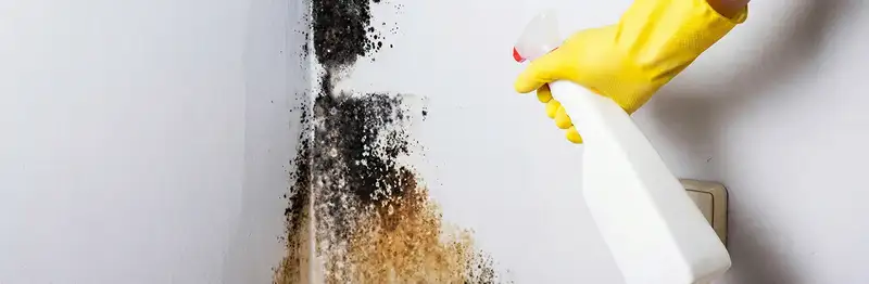 visible mold growth on an interior wall being treated during mold removal service in Charleston, SC