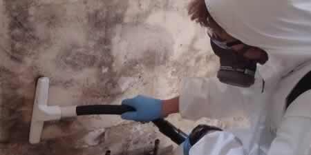 Mold Removal